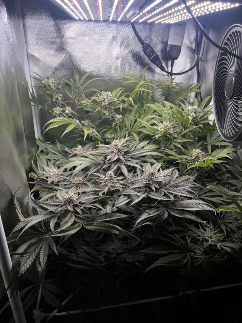 Sour Diesel & Mimosa x Orange Punch. Week 14