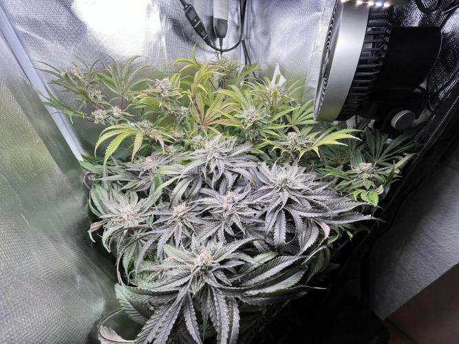 Sour Diesel & Mimosa x Orange Punch. Week 15