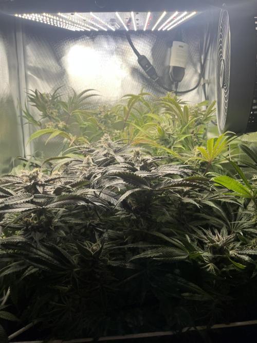 Sour Diesel & Mimosa x Orange Punch. Week 15
