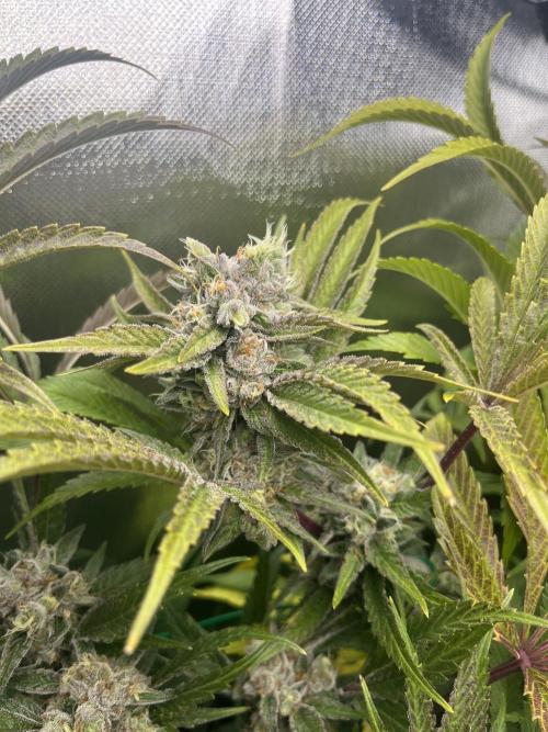Sour Diesel & Mimosa x Orange Punch. Week 15 - SD
