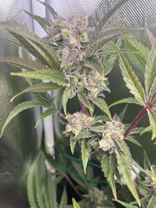 Sour Diesel & Mimosa x Orange Punch. Week 15 - SD