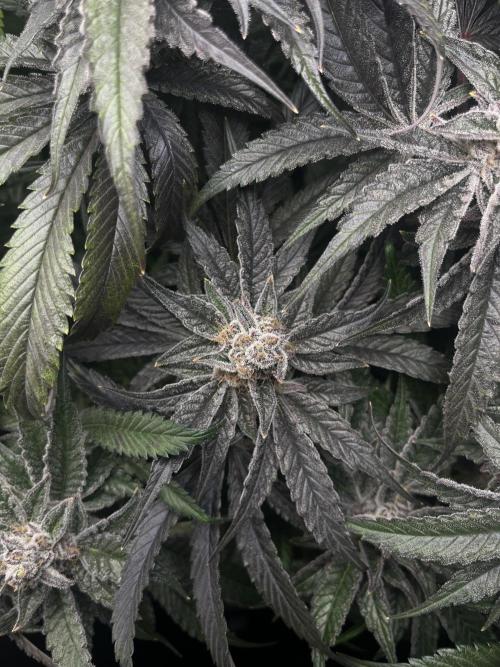 Sour Diesel & Mimosa x Orange Punch. Week 15 - MxOP