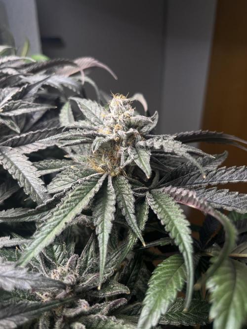 Sour Diesel & Mimosa x Orange Punch. Week 15 - MxOP