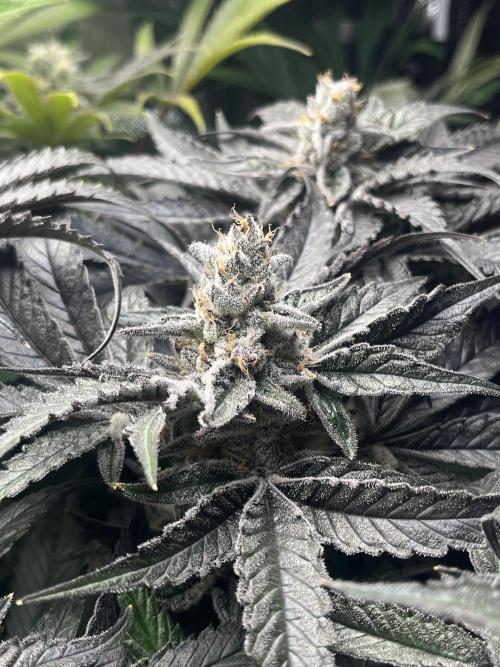 Sour Diesel & Mimosa x Orange Punch. Week 15 - MxOP