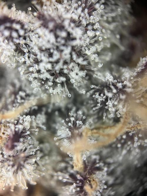 Sour Diesel & Mimosa x Orange Punch. Week 15 - MxOP