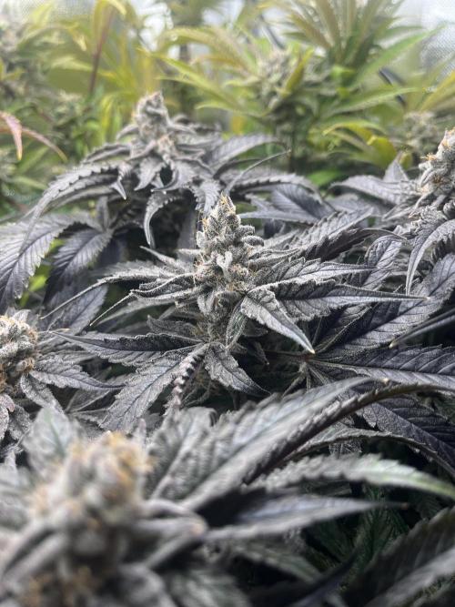 Sour Diesel & Mimosa x Orange Punch. Week 16 - MXOP