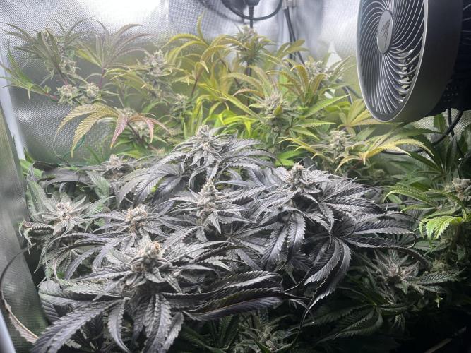 Sour Diesel & Mimosa x Orange Punch. Week 16