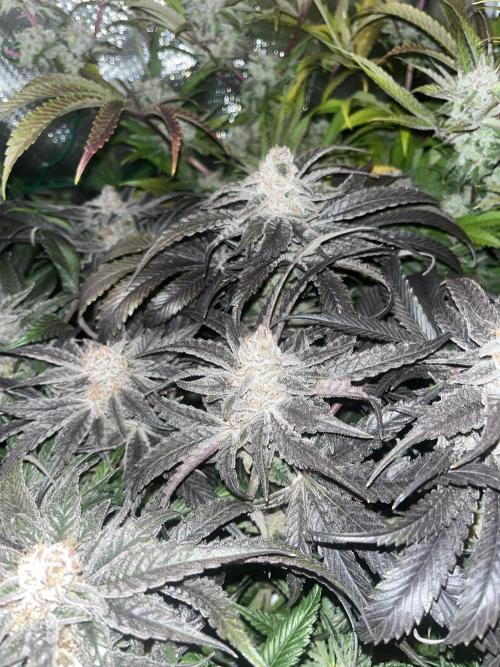 Sour Diesel & Mimosa x Orange Punch. Week 16 - MXOP Flash