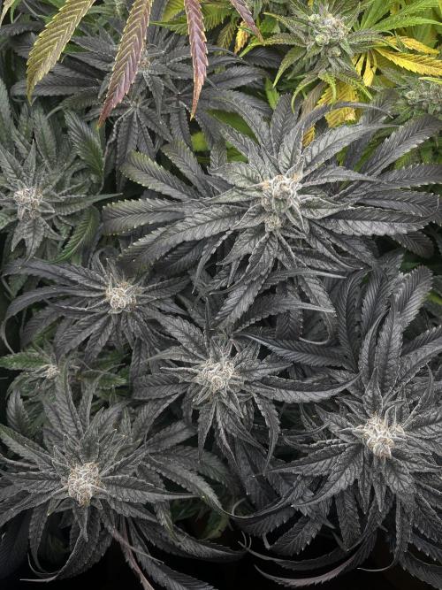Sour Diesel & Mimosa x Orange Punch. Week 16 - MXOP