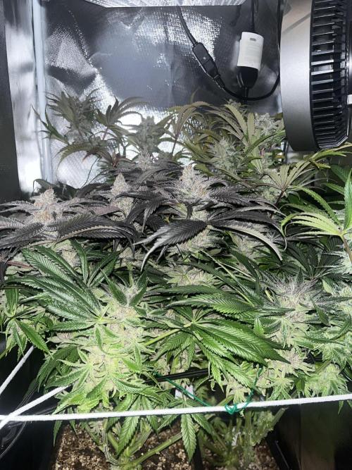 Sour Diesel & Mimosa x Orange Punch. Week 16 - MXOP Flash 