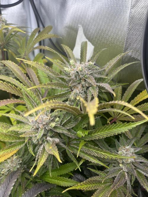 Sour Diesel & Mimosa x Orange Punch. Week 16 - SD