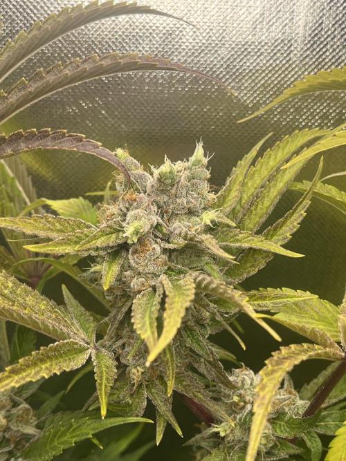 Sour Diesel & Mimosa x Orange Punch. Week 16 - SD