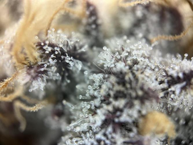 Sour Diesel & Mimosa x Orange Punch. Week 16 - MXOP