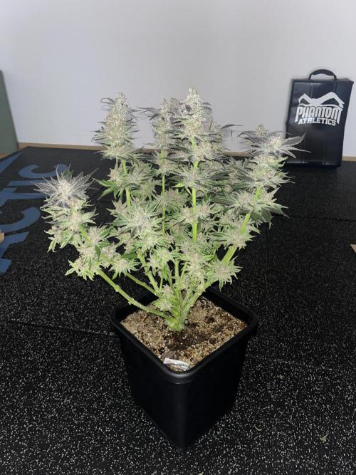 Sour Diesel & Mimosa x Orange Punch. Week 16