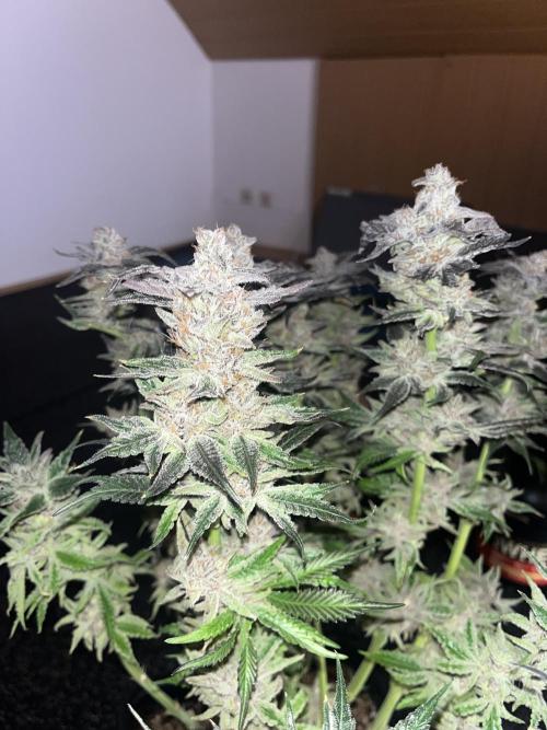 Sour Diesel & Mimosa x Orange Punch. Week 16