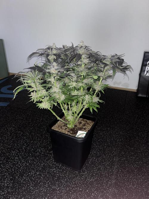 Sour Diesel & Mimosa x Orange Punch. Week 16