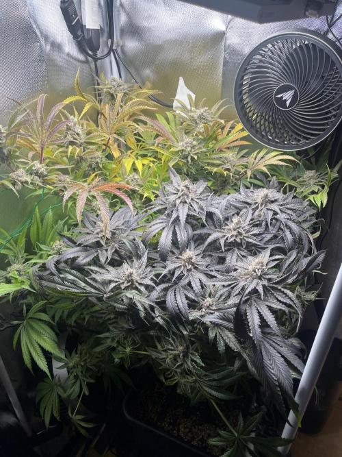 Sour Diesel & Mimosa x Orange Punch. Week 16