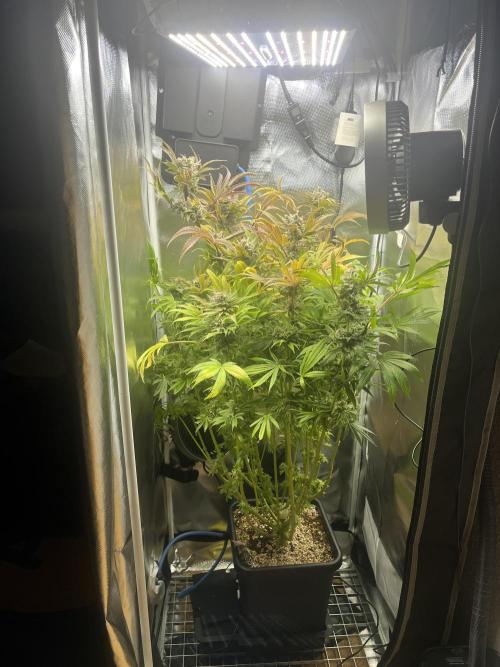 Sour Diesel & Mimosa x Orange Punch. Week 17