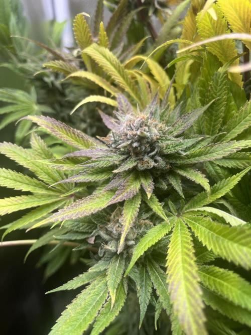 Sour Diesel & Mimosa x Orange Punch. Week 17
