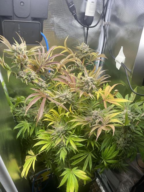 Sour Diesel & Mimosa x Orange Punch. Week 17