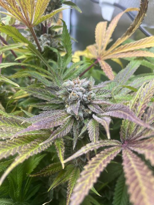 Sour Diesel & Mimosa x Orange Punch. Week 17