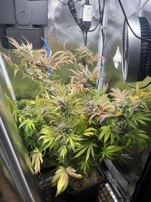 Sour Diesel & Mimosa x Orange Punch. Week 18