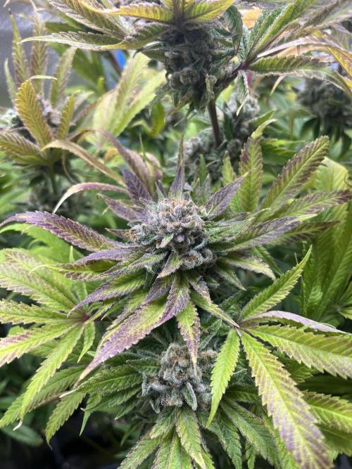 Sour Diesel & Mimosa x Orange Punch. Week 18