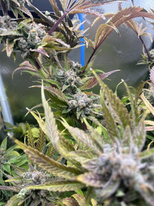 Sour Diesel & Mimosa x Orange Punch. Week 18