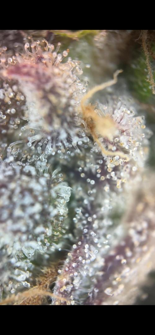 Sour Diesel & Mimosa x Orange Punch. Week 18