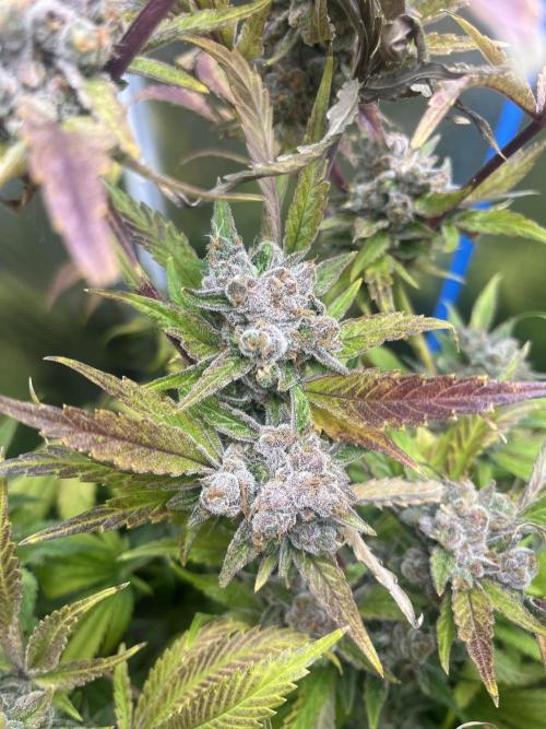 Sour Diesel & Mimosa x Orange Punch. Week 18