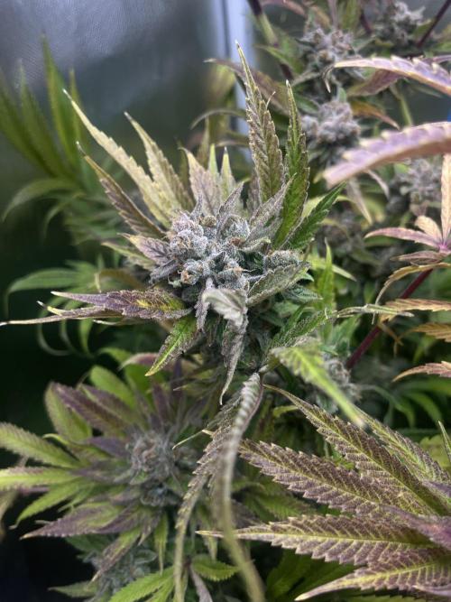 Sour Diesel & Mimosa x Orange Punch. Week 18