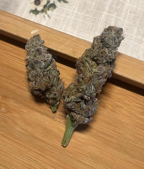 Sour Diesel & Mimosa x Orange Punch. Week 16