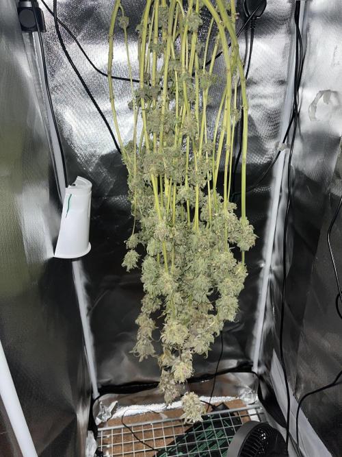 Sour Diesel & Mimosa x Orange Punch. Week 19