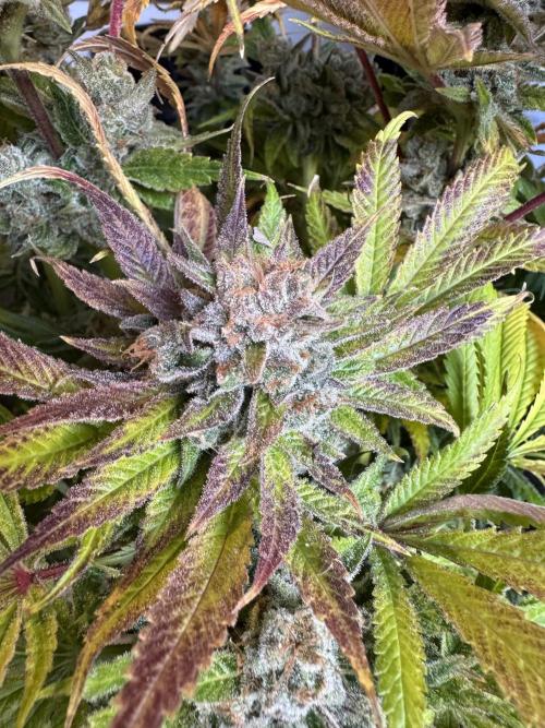 Sour Diesel & Mimosa x Orange Punch. Week 19