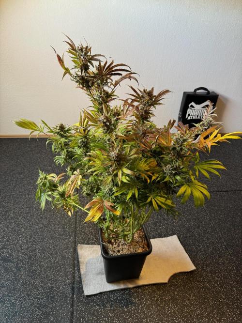 Sour Diesel & Mimosa x Orange Punch. Week 19