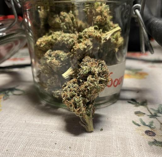 Sour Diesel & Mimosa x Orange Punch. Week 19