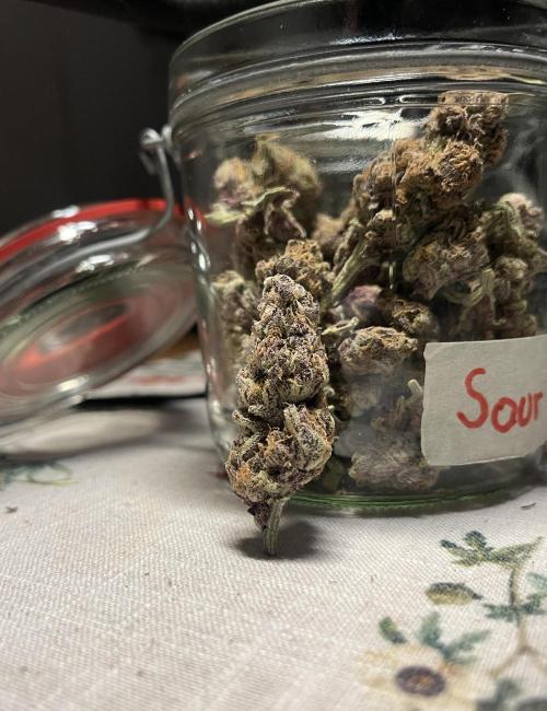 Sour Diesel & Mimosa x Orange Punch. Week 16