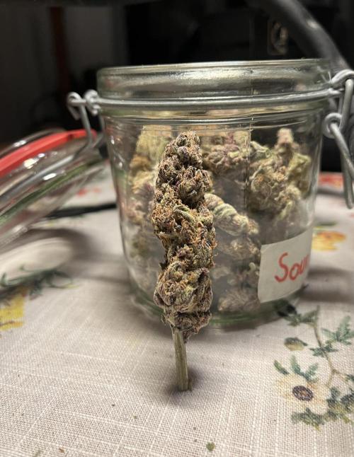 Sour Diesel & Mimosa x Orange Punch. Week 16
