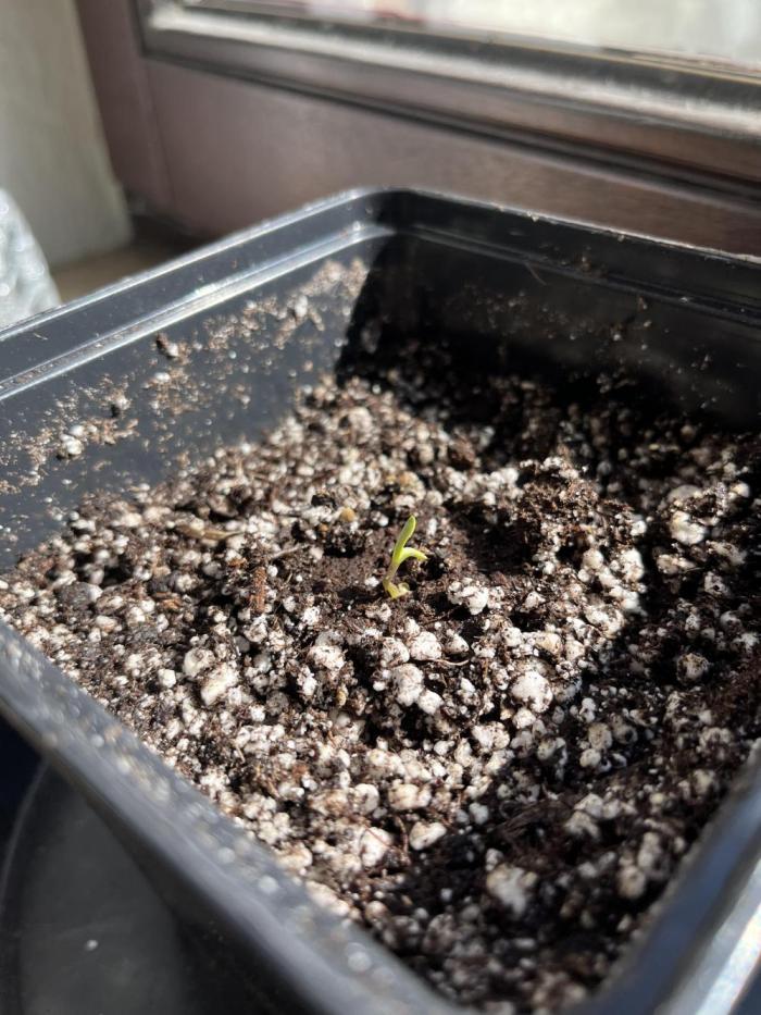 Mephistos Mango Smile. Week 0