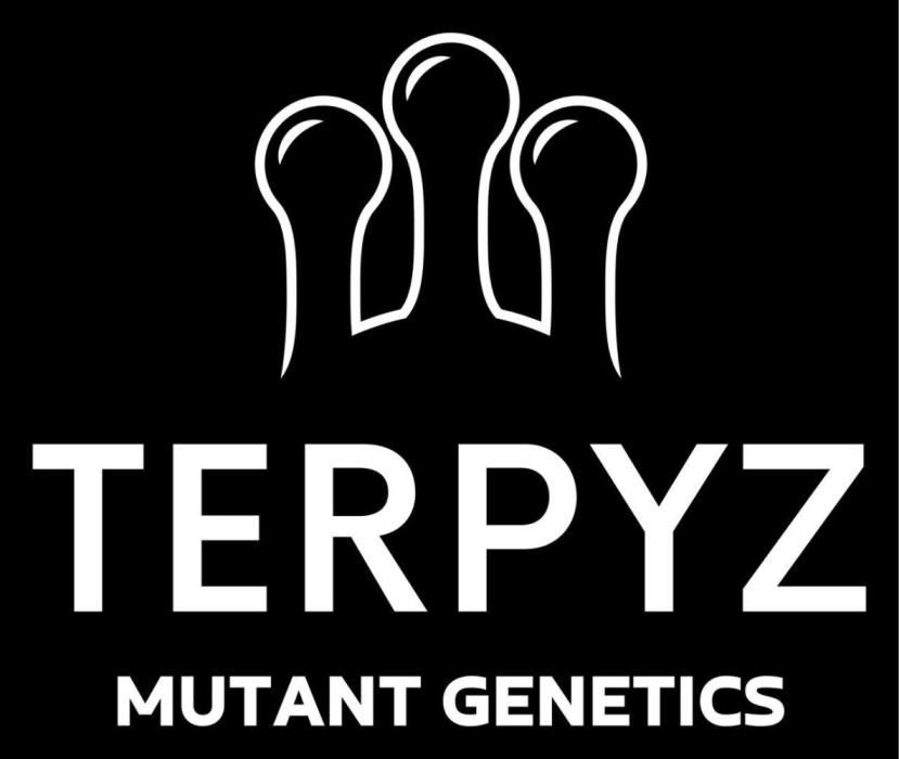 Sour Vanilla Candy Grow by TerpyZ. Week 3