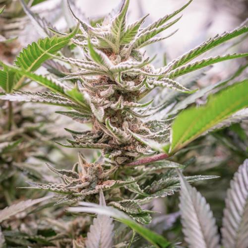 Sour Vanilla Candy Grow by TerpyZ. Week 14