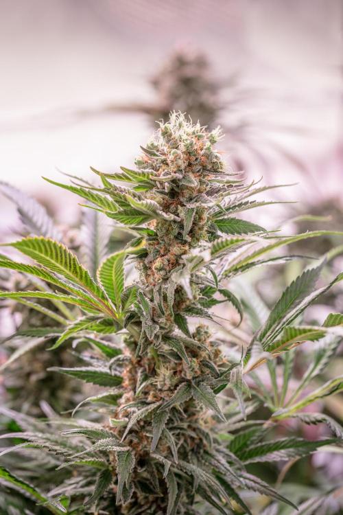 Sour Vanilla Candy Grow by TerpyZ. Week 14