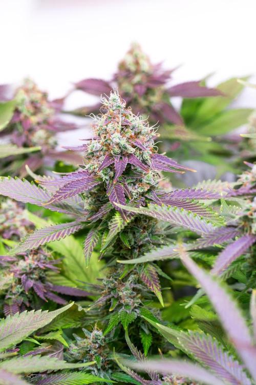 Sacred Cream by TerpyZ Grow. Week 14