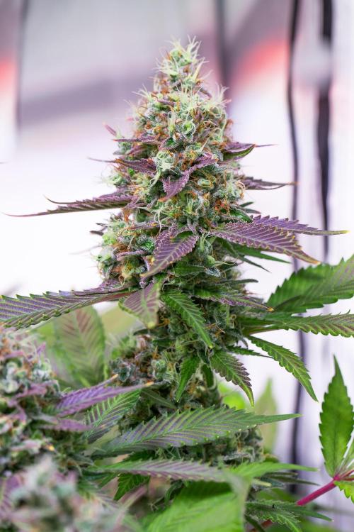 Sacred Cream by TerpyZ Grow. Week 16