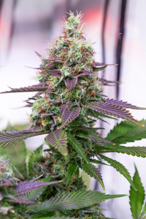 Sacred Cream by TerpyZ Grow. Week 16