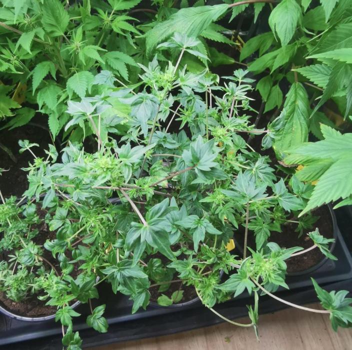 ABC FLO FUSION Mutant by TerpyZ Grow. Week 4