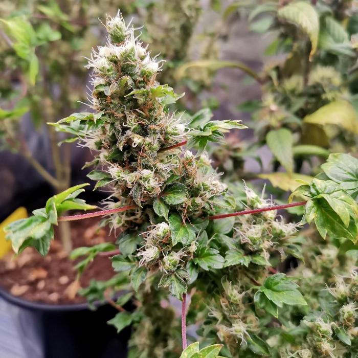 ABC FLO FUSION Mutant by TerpyZ Grow. Week 11