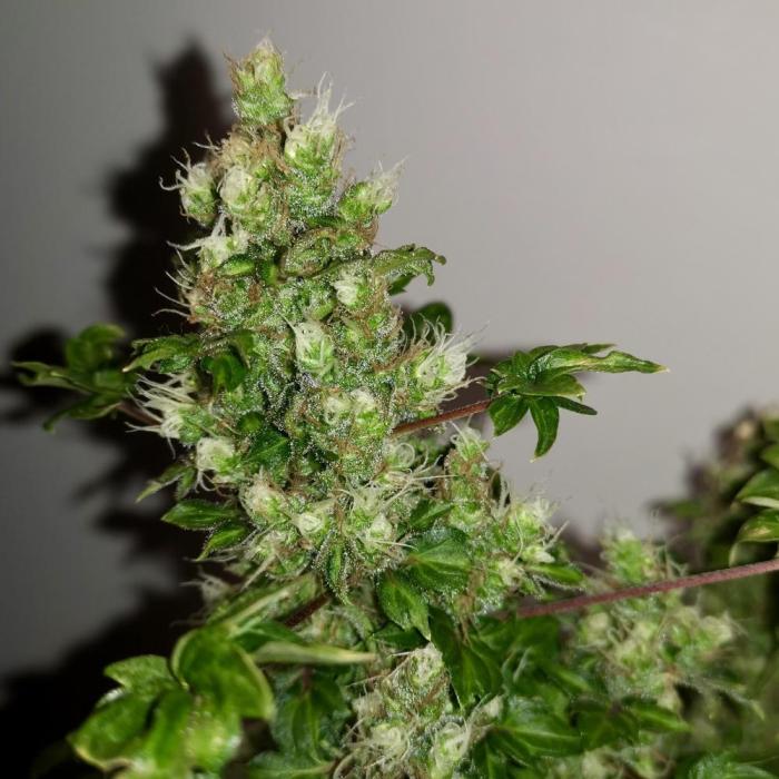 ABC FLO FUSION Mutant by TerpyZ Grow. Week 10