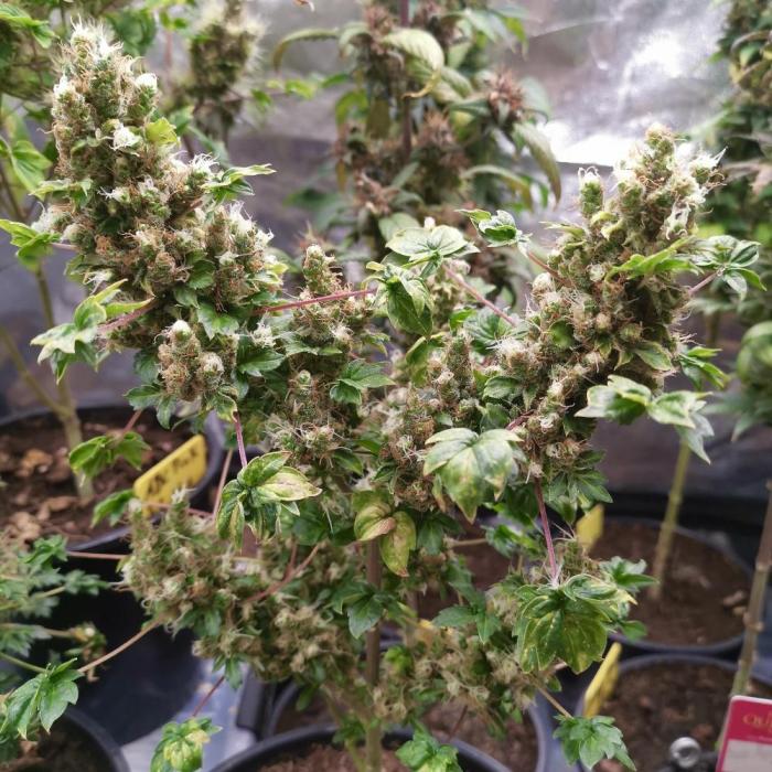 ABC FLO FUSION Mutant by TerpyZ Grow. Week 13