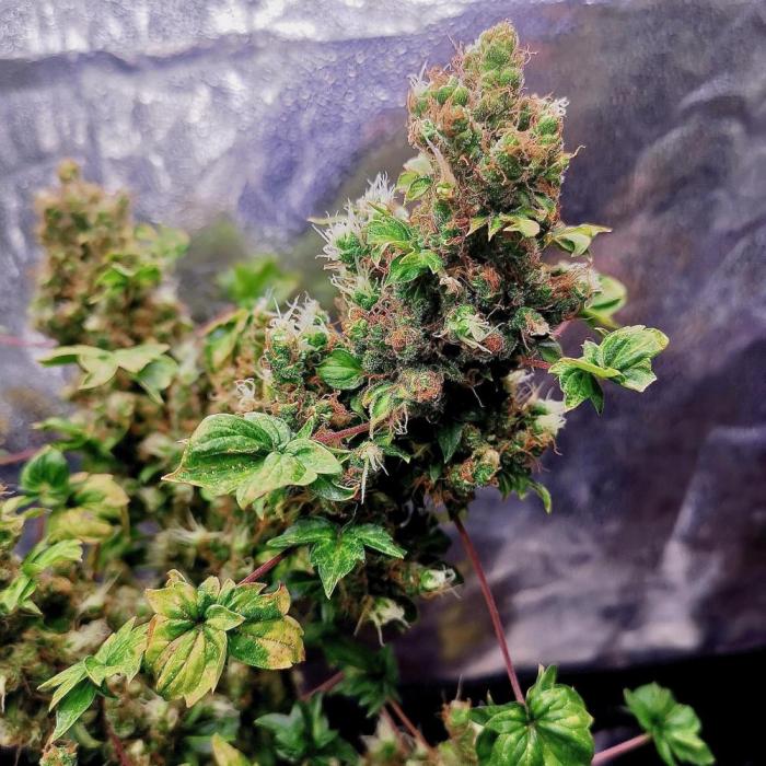 ABC FLO FUSION Mutant by TerpyZ Grow. Week 15